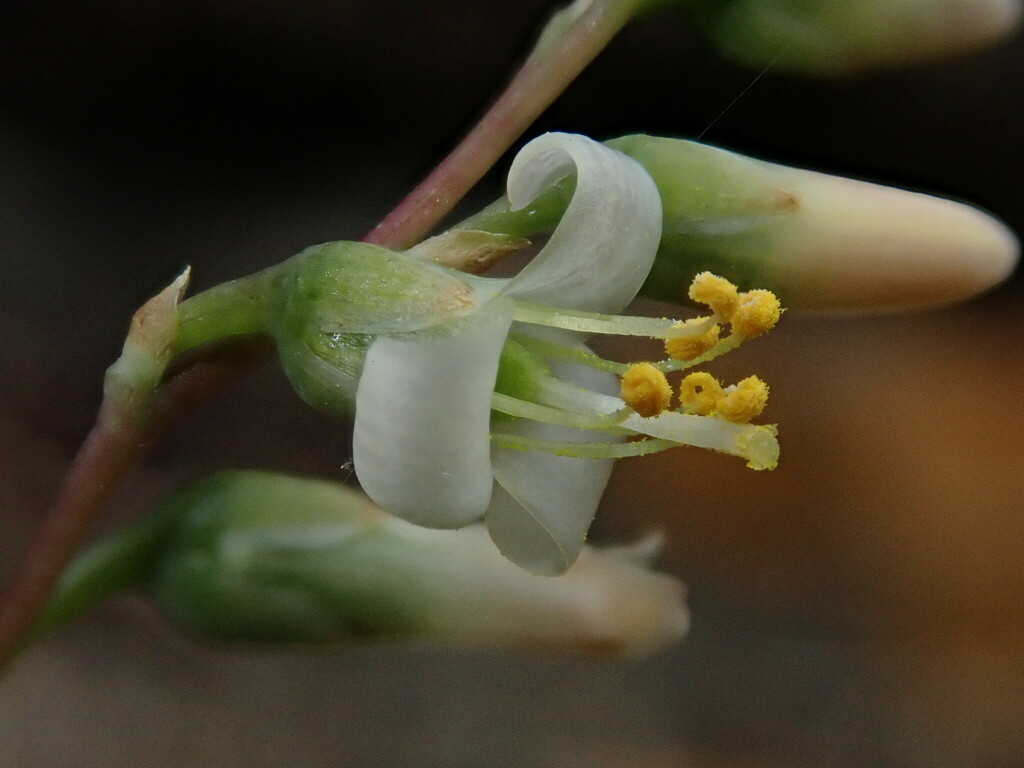 Fosterella penduliflora