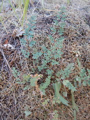 Argyrochosma limitanea