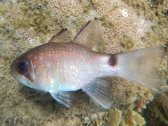 Nectamia savayensis