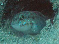 Oplopomus oplopomus