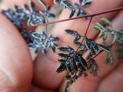 Argyrochosma limitanea