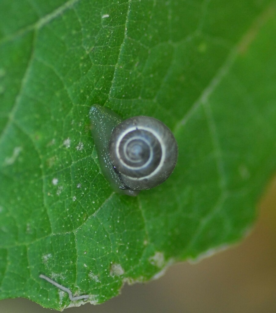 Globular Drop Snail from 6620 Blue Bluff Rd, Austin, TX 78724, EE. UU