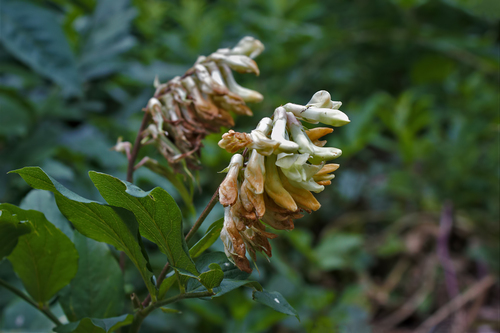 Lebanon vetchling (Lathyrus libani)