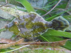 Pseudomonacanthus macrurus