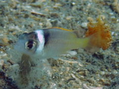 Whitecheek Monocle Bream photo 2
