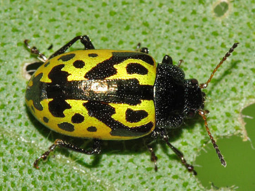 Calligrapha signatipennis