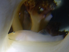 Sillago sihama
