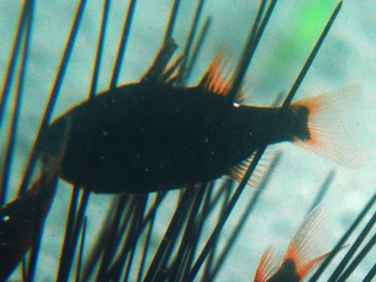 Siphamia tubifer