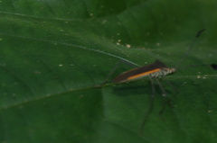 Plapigus circumcinctus