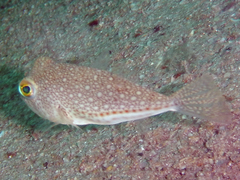 Torquigener flavimaculosus