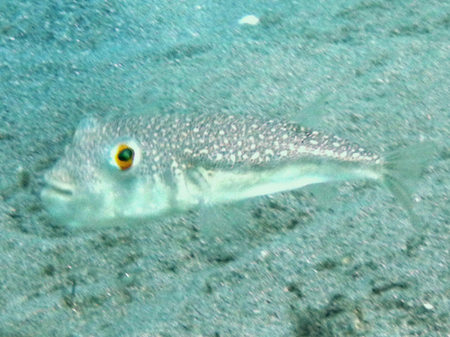Orange-spotted Toadfish