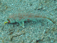 Upeneus guttatus