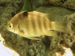Abudefduf septemfasciatus
