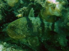 Apogonichthyoides pharaonis