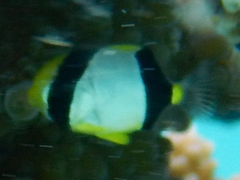 Chaetodon