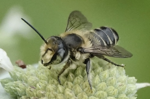 Flat-tailed Leafcutter Bee photo 6