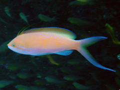 Threadfin Anthias photo 3