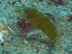Novaculoides macrolepidotus