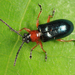Cereal Leaf Beetle - Photo (c) Tom Murray, some rights reserved (CC BY-NC), uploaded by Tom Murray