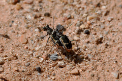 Cicindela schauppii