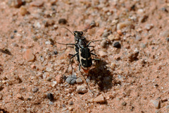 Cicindela schauppii