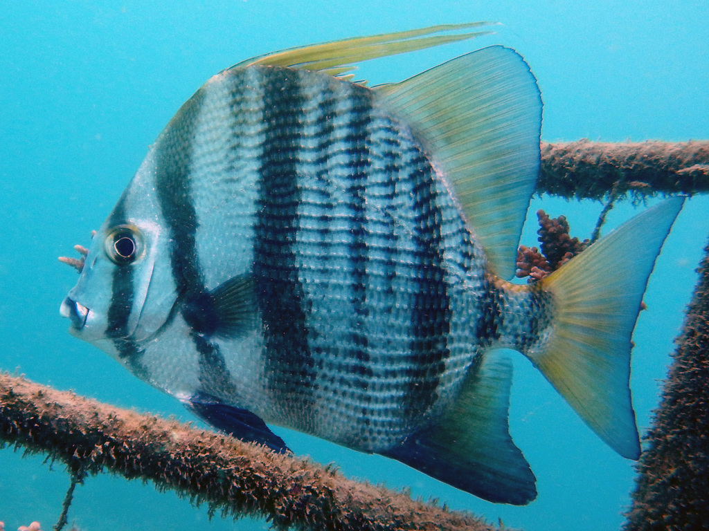 African spadefish (Tripterodon orbis) — Ephippidae
