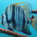 African Spadefish - Photo (c) Ewout Knoester, some rights reserved (CC BY-NC), uploaded by Ewout Knoester