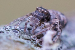 Hamataliwa grisea