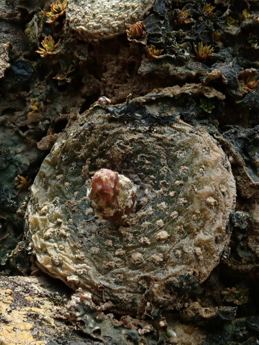 Blossfeldia liliputana