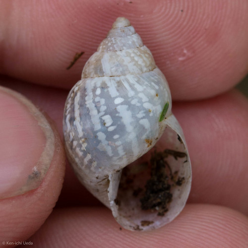 Whitewashed Rabdotus