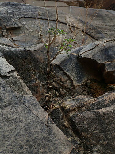 Blossfeldia liliputana