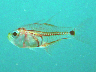 Archamia bleekeri