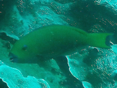 Chlorurus strongylocephalus