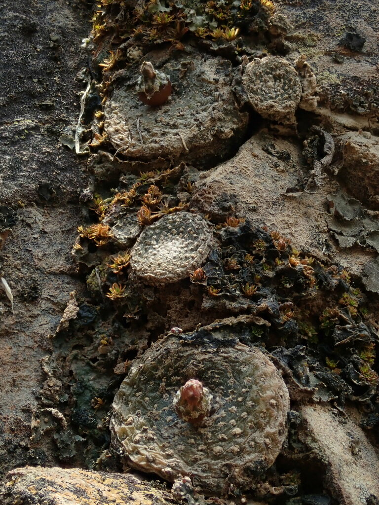 Blossfeldia liliputana, Tarija, BO