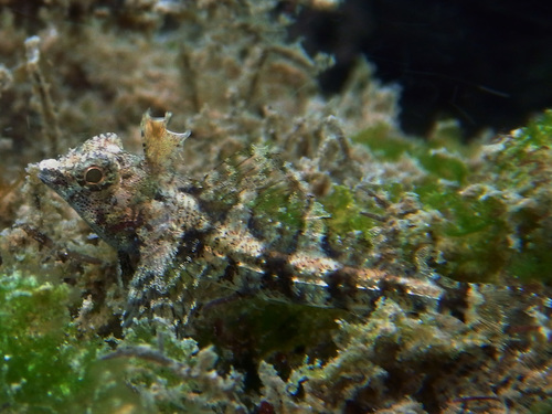 Enneapterygius pusillus