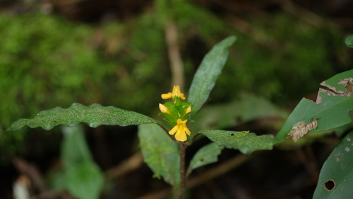 Aphelandra ornata