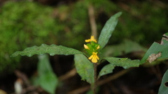 Aphelandra ornata, photograph (c) fmunoz, some rights reserved (CC BY)