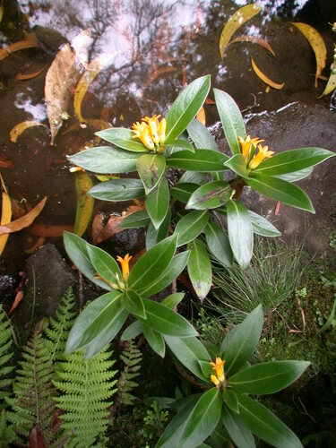 Labordia observed 2005-05-03