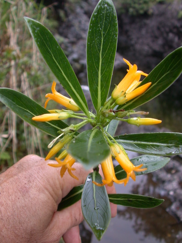 Geniostoma hedyosmifolium
