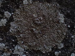 Melanohalea elegantula