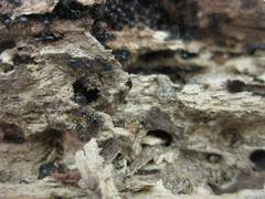 Crematogaster ashmeadi