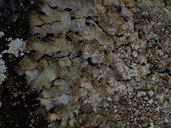 Melanohalea elegantula