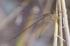 Lestes forficula