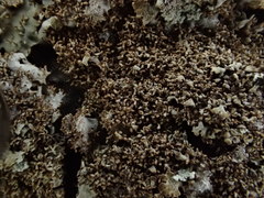 Melanohalea elegantula