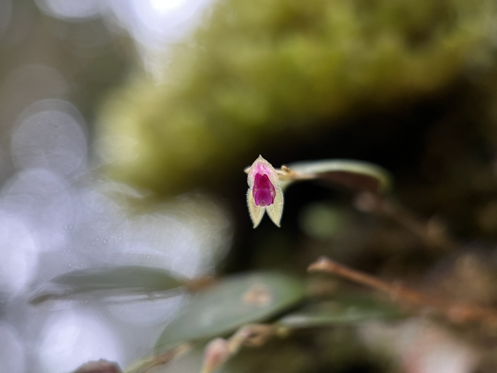 Lepanthes acarina