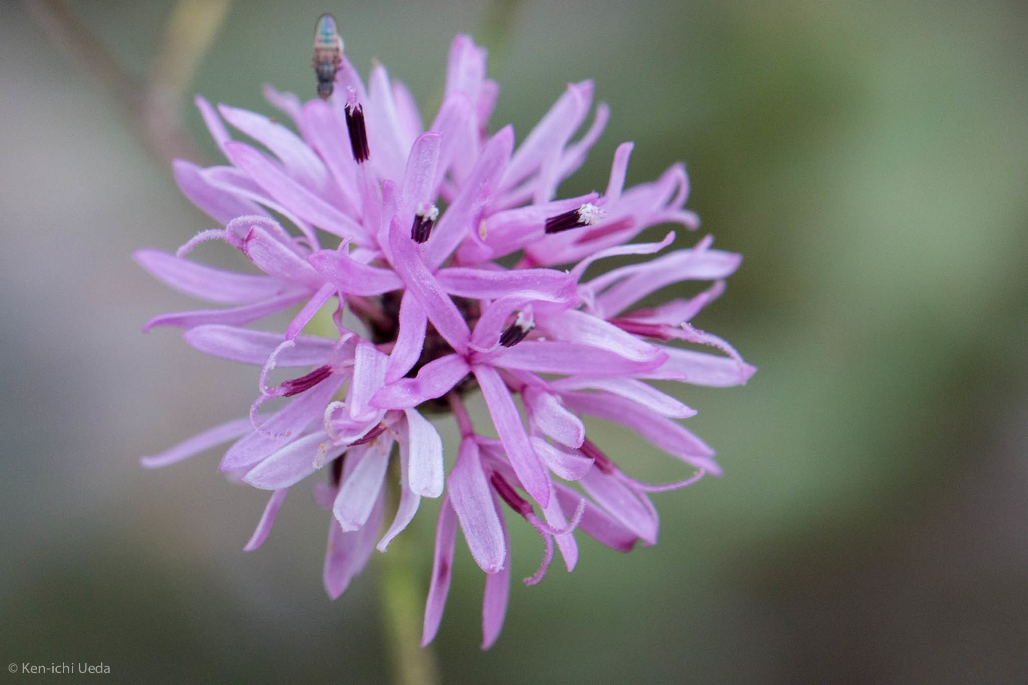 Palafoxia callosa