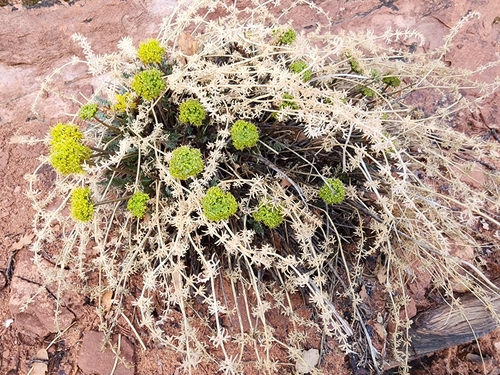 Image of Lomatium parryi by (c) Kaden Slone, some rights reserved (CC BY)