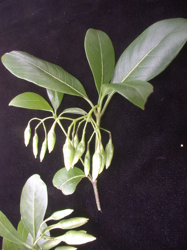 Geniostoma helleri