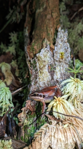 Black Whiskered Frog, Eleutherodactylus dimidiatus