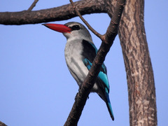 Mangrove Kingfisher photo 3